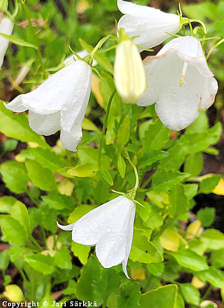 Campanula cochleariifolia 'Bavaria White', kääpiökello